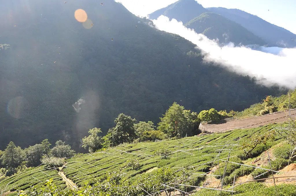 梨山茶是什麼茶？