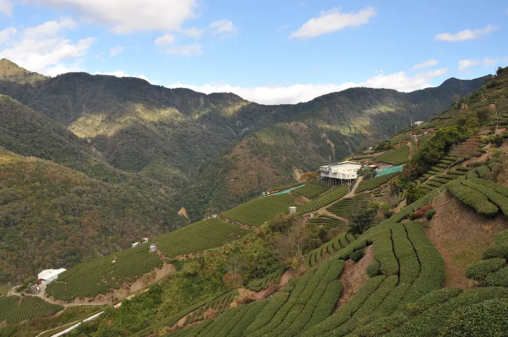 梨山茶區-翠巒