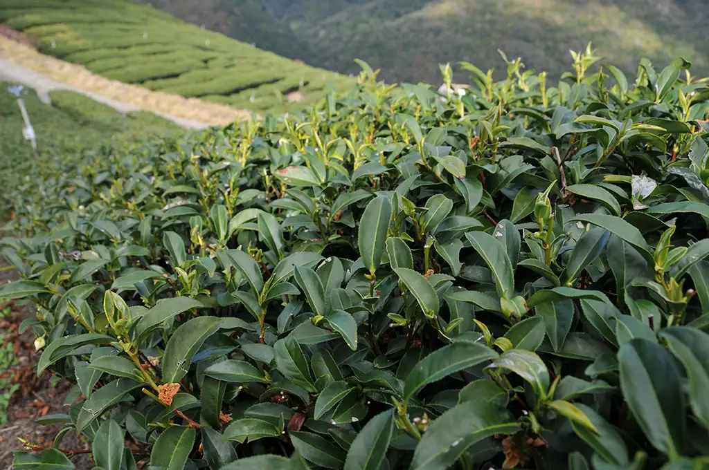 梨山茶是什麼茶？