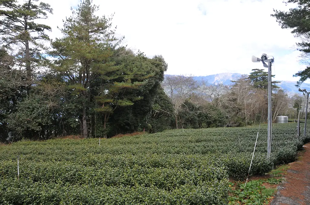 福壽山茶區