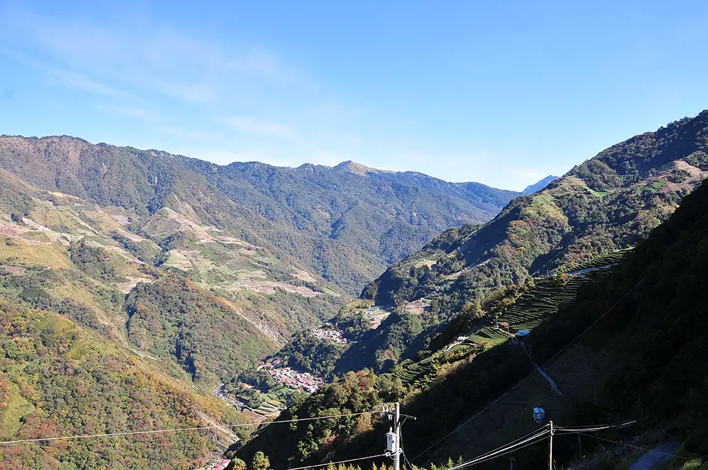 奇萊山茶葉好喝嗎