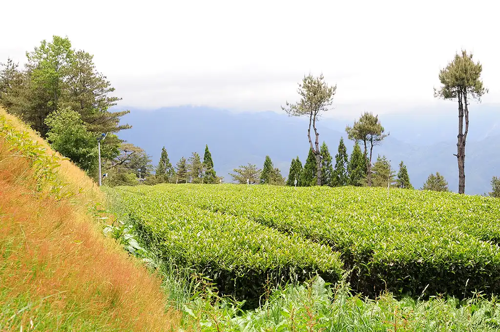 梨山茶推薦