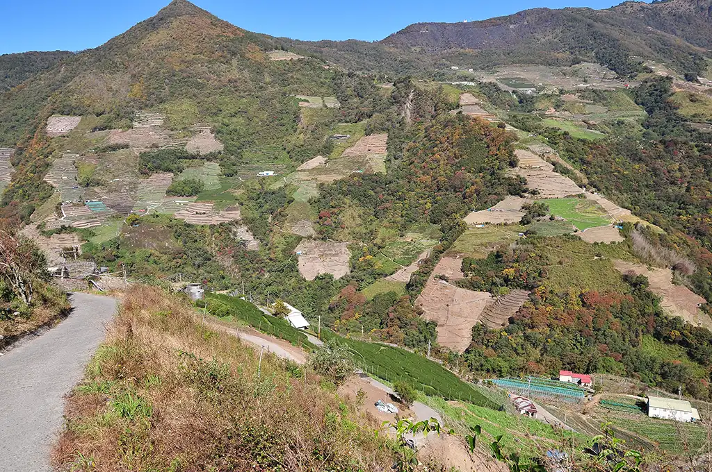 奇萊山茶葉