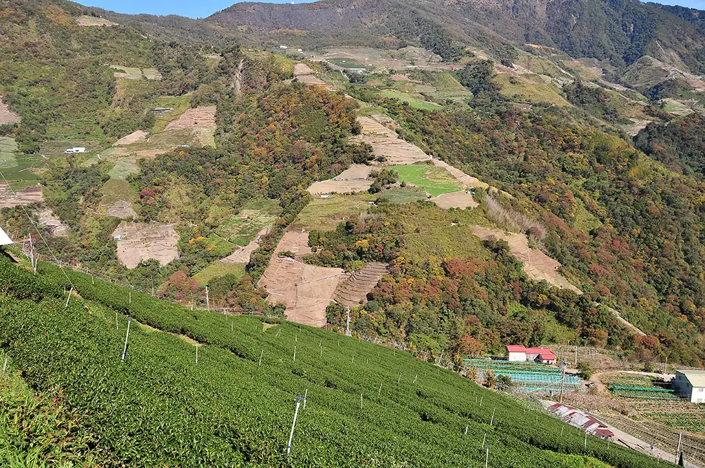 奇萊山茶葉