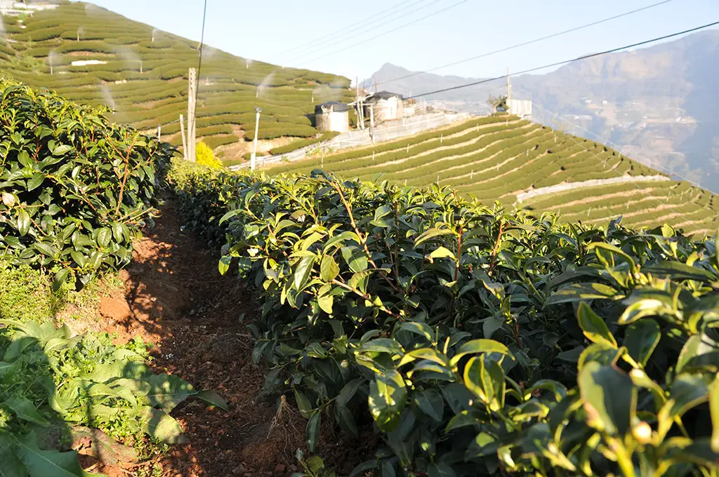 奇萊山茶葉