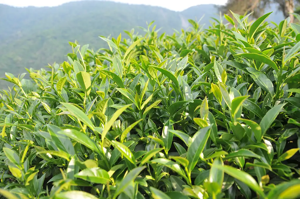 東眼山春茶