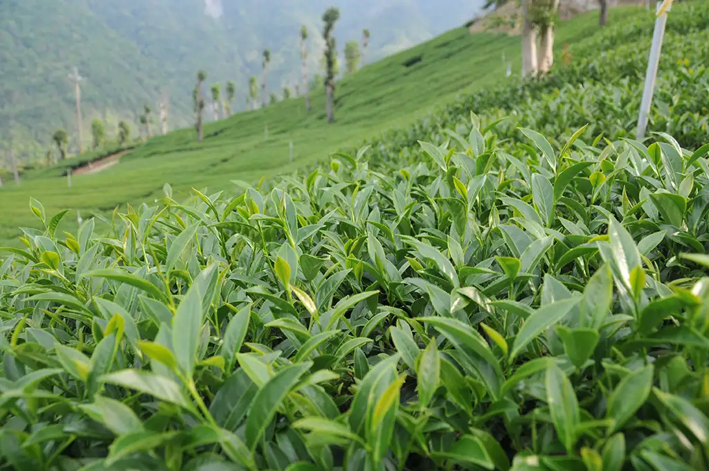 東眼山春茶