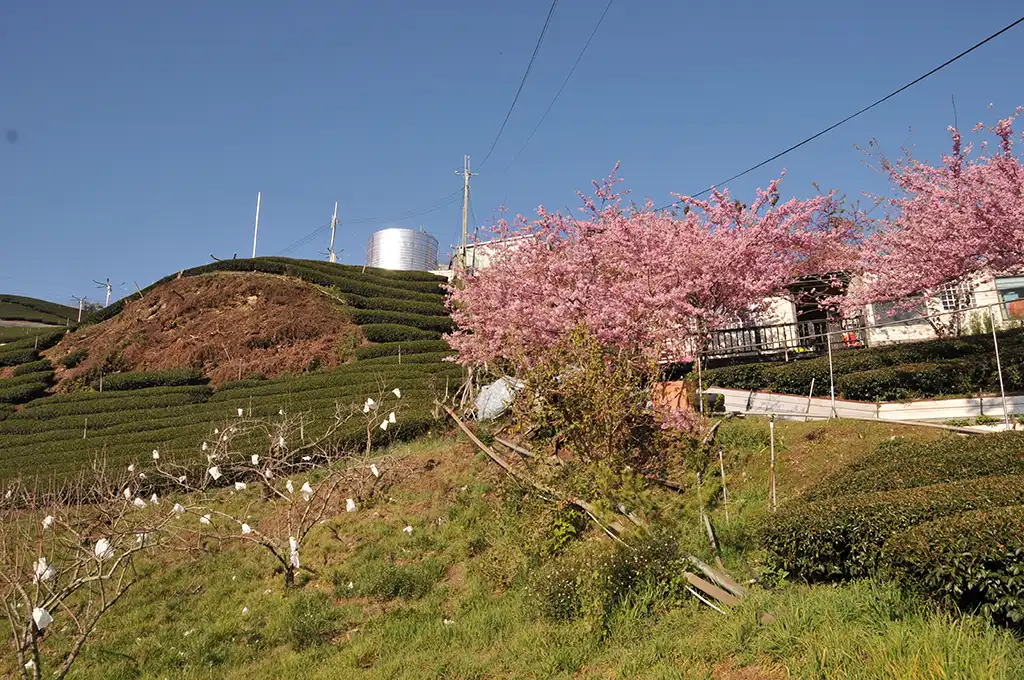 奇萊山茶葉