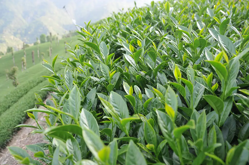 東眼山春茶