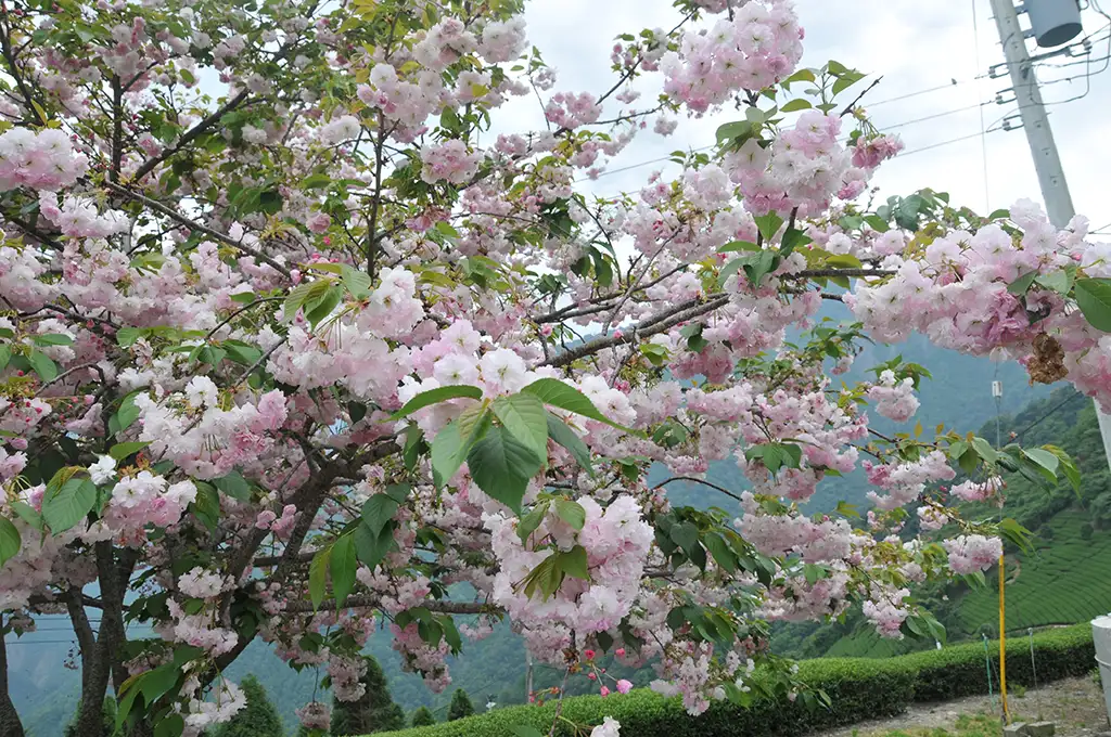 翠峰春茶