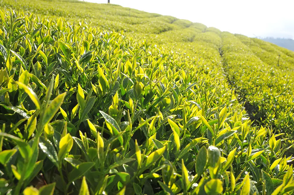 梨山茶價格