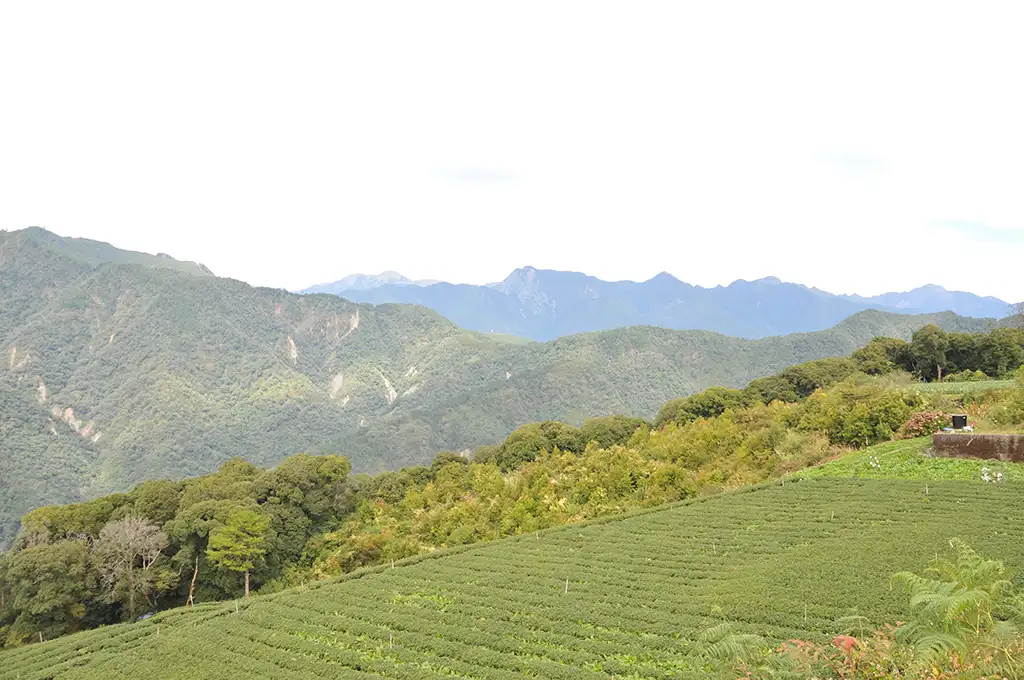 華岡茶葉價格