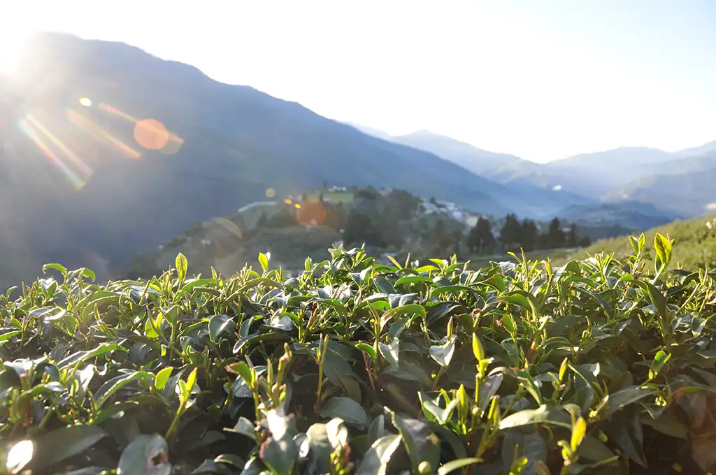 福壽梨山茶介紹