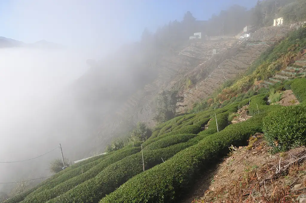 福壽梨山茶好喝嗎