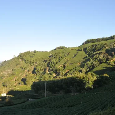 瑞峰茶葉