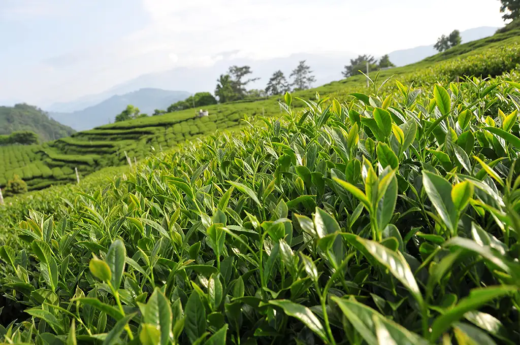 阿里山茶葉哪裡買