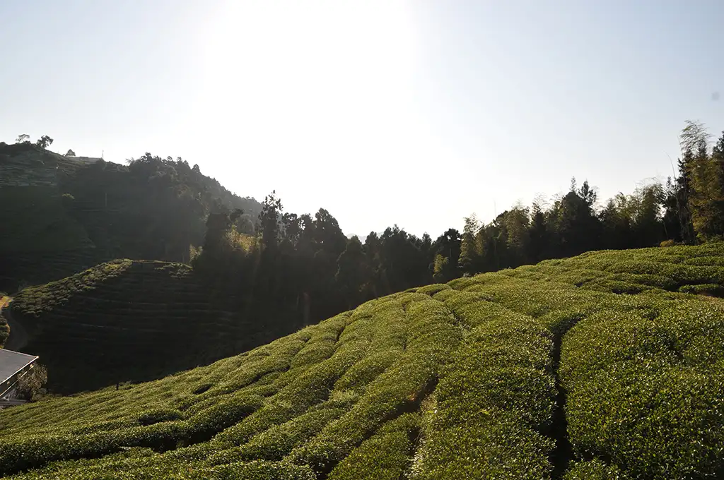 杉林溪茶泡法