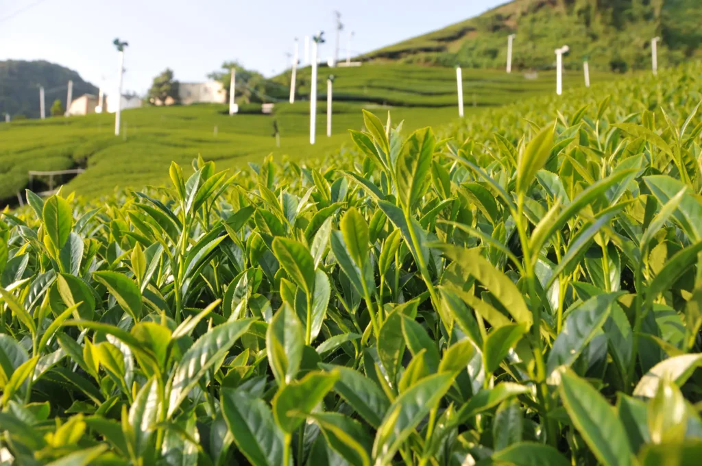 奇萊山高山茶