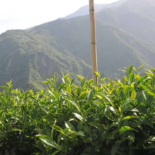 慈峰高山茶