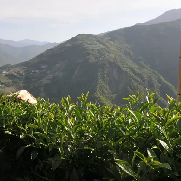慈峰高山茶