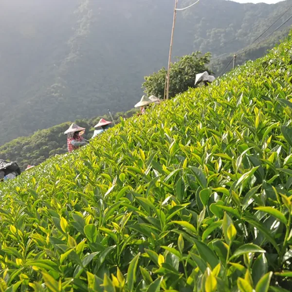 慈峰高山茶