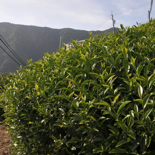 慈峰高山茶