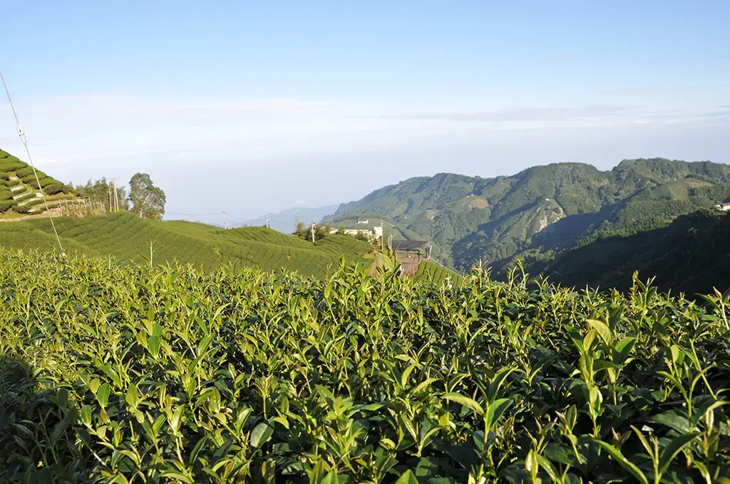 龍鳳峽高山茶價錢