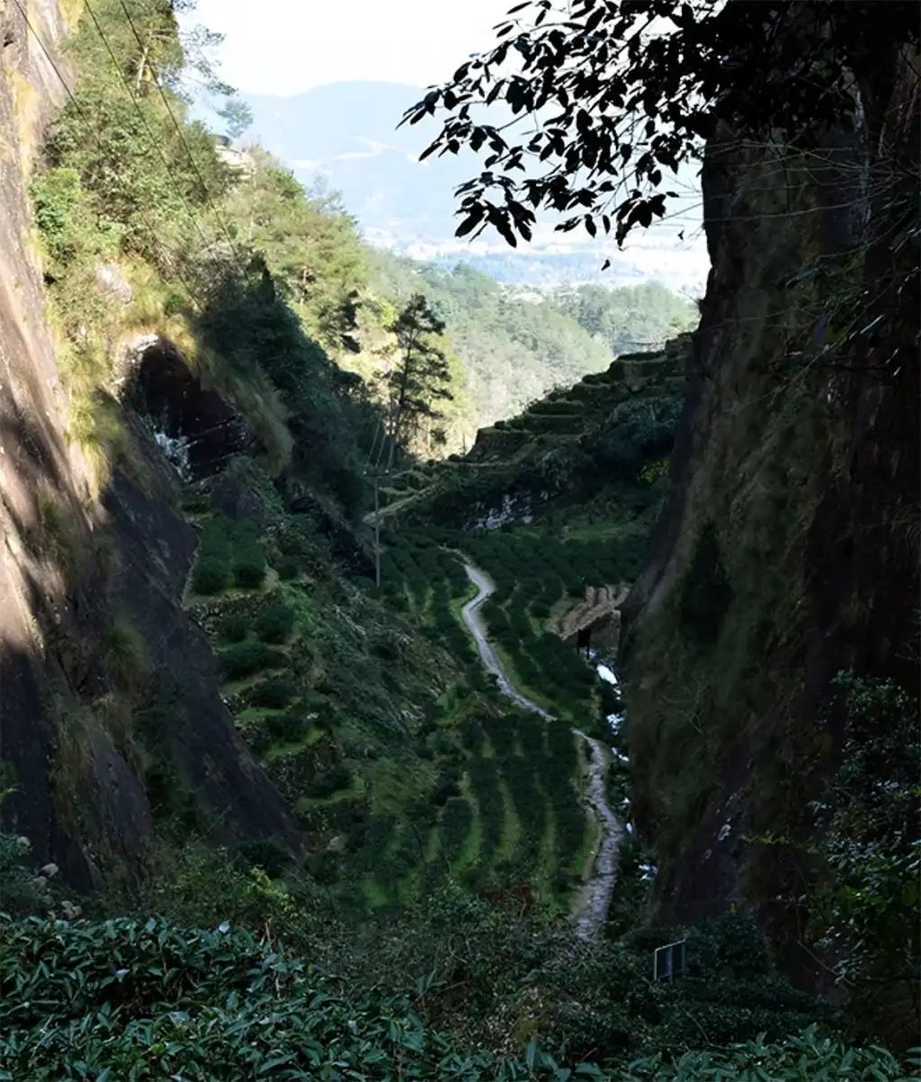 牛欄坑肉桂茶A.webp