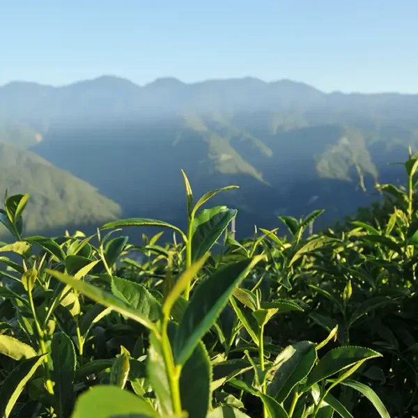 翠峰烏龍茶