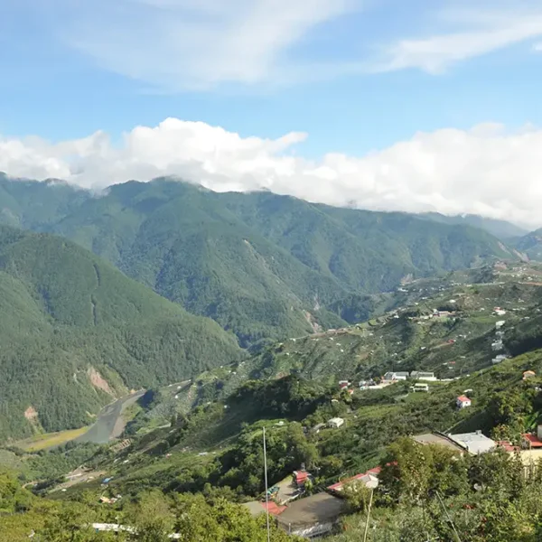 福壽梨山高冷茶