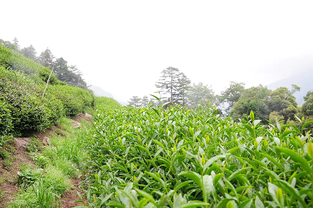 碧綠溪茶(2026年春茶熱銷中)：價格實惠道地台灣好茶