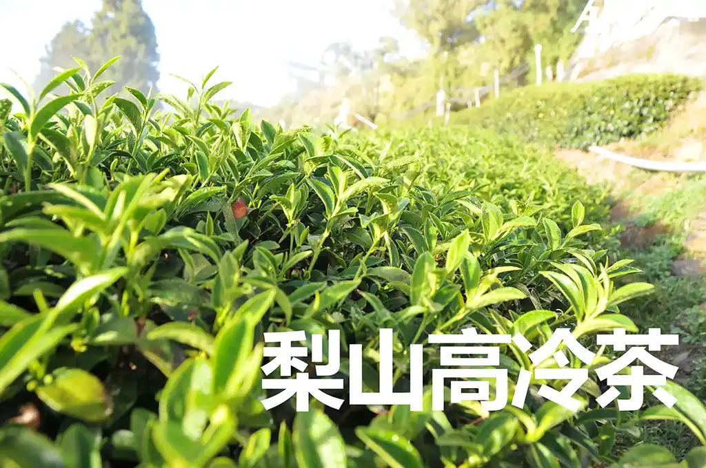 新佳陽 茶園
