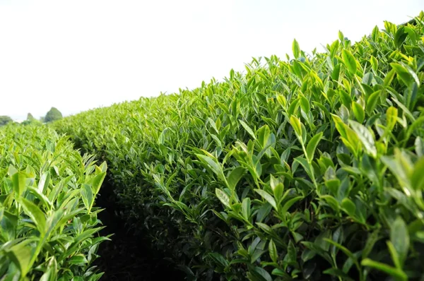 阿里山瑞峰高山茶-150克(2025年春茶)：圖片 5