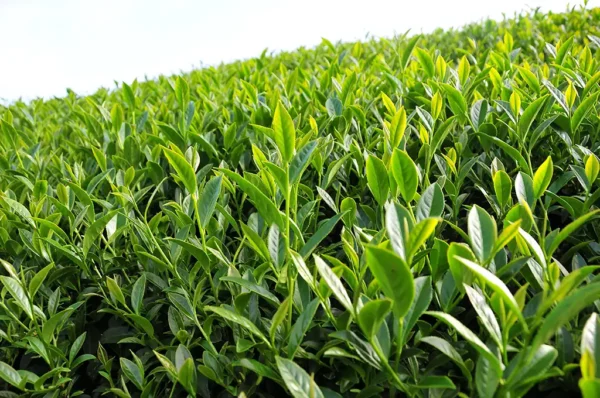阿里山瑞峰高山茶-150克(2025年春茶)：圖片 4