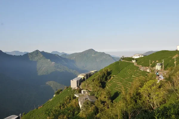龍鳳峽高山茶-150克(2025年春茶)：圖片 2