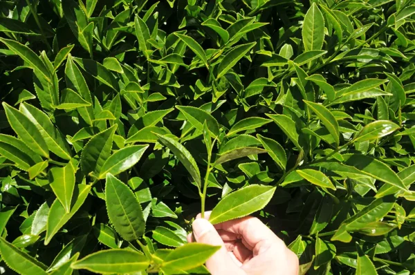 龍鳳峽高山茶-150克(2025年春茶)：圖片 6