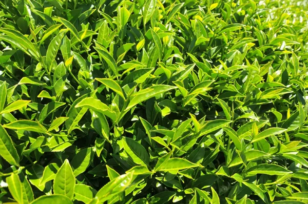 龍鳳峽高山茶-150克(2025年春茶)：圖片 5