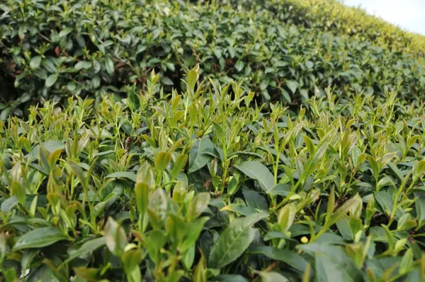 龍鳳峽高山茶-150克(2025年春茶)：圖片 4
