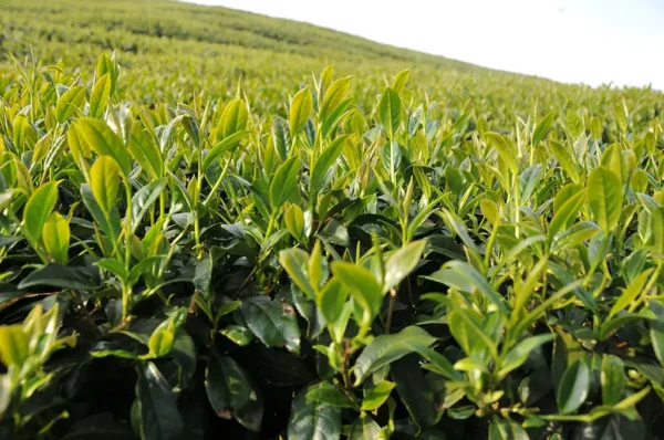 龍鳳峽高山茶-150克(2025年春茶)：圖片 3
