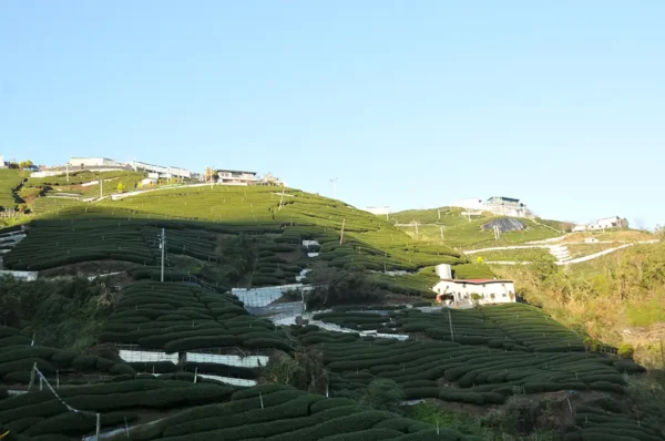 奇萊山高山茶-150克(2025年春茶)：圖片 2