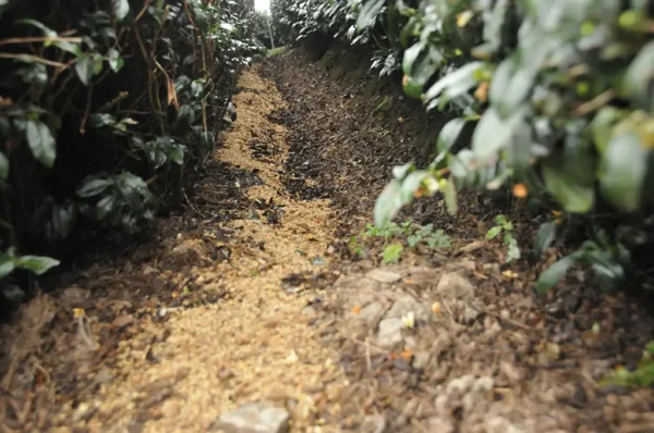 奇萊山高山茶-150克(2025年春茶)：圖片 6