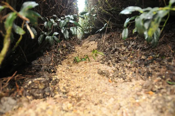 奇萊山高山茶-150克(2025年春茶)：圖片 5