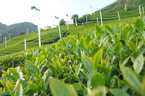 奇萊山高山茶-150克(2025年春茶)：圖片 11
