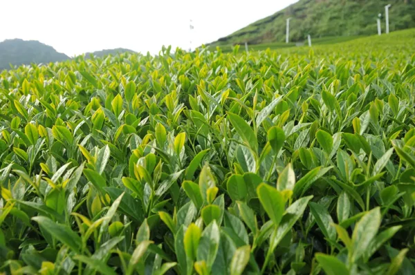 奇萊山高山茶-150克(2025年春茶)：圖片 10