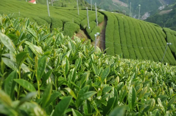奇萊山高山茶-150克(2025年春茶)：圖片 9