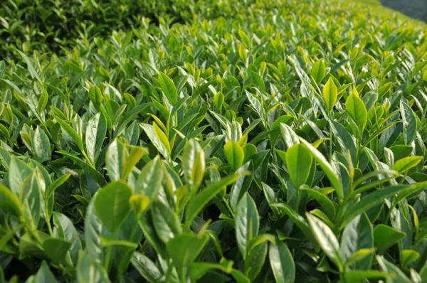 奇萊山高山茶-150克(2025年春茶)：圖片 8