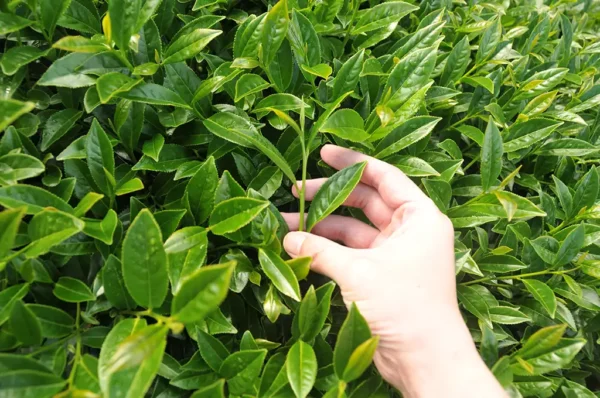 奇萊山高山茶-150克(2025年春茶)：圖片 7