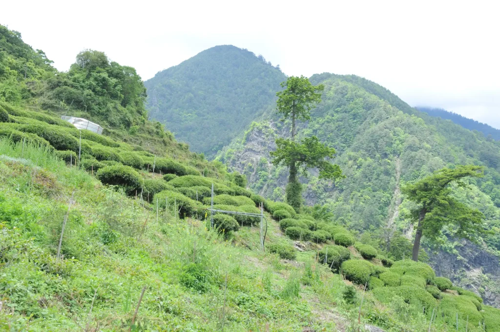 原始林茶葉