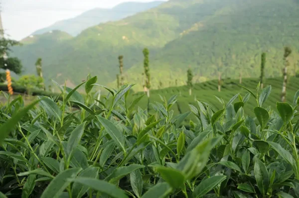 東眼山高山茶-150克(2025年春茶)：圖片 2