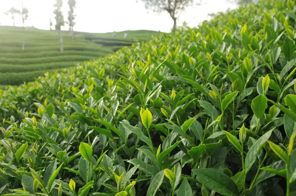 東眼山高山茶-150克(2025年春茶)：圖片 6